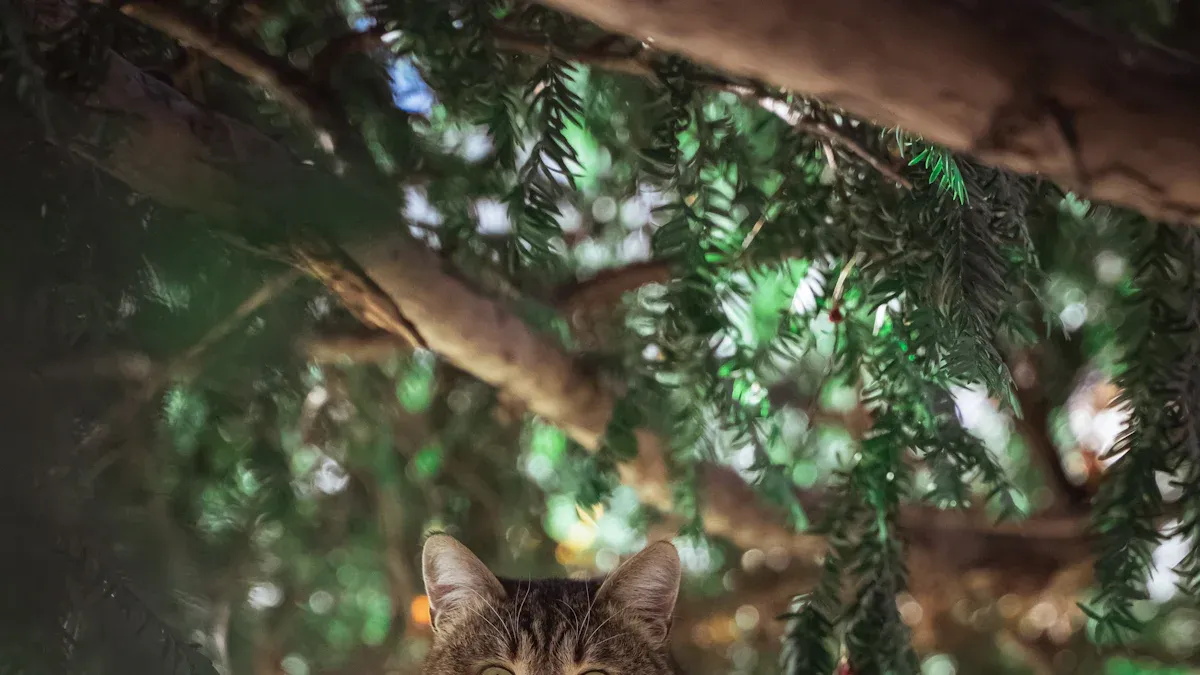 Effektive Maßnahmen für den Zeckenschutz für Katzen