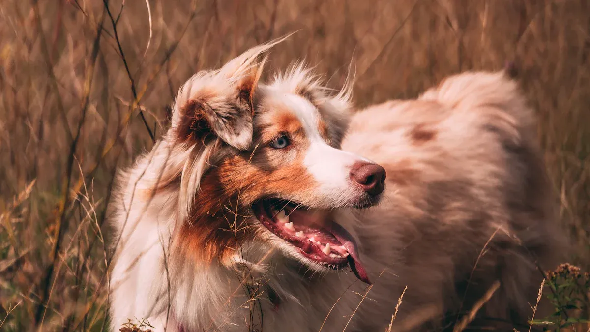 Hund hat Flöhe: Wie erkenne ich Flohbefall?
