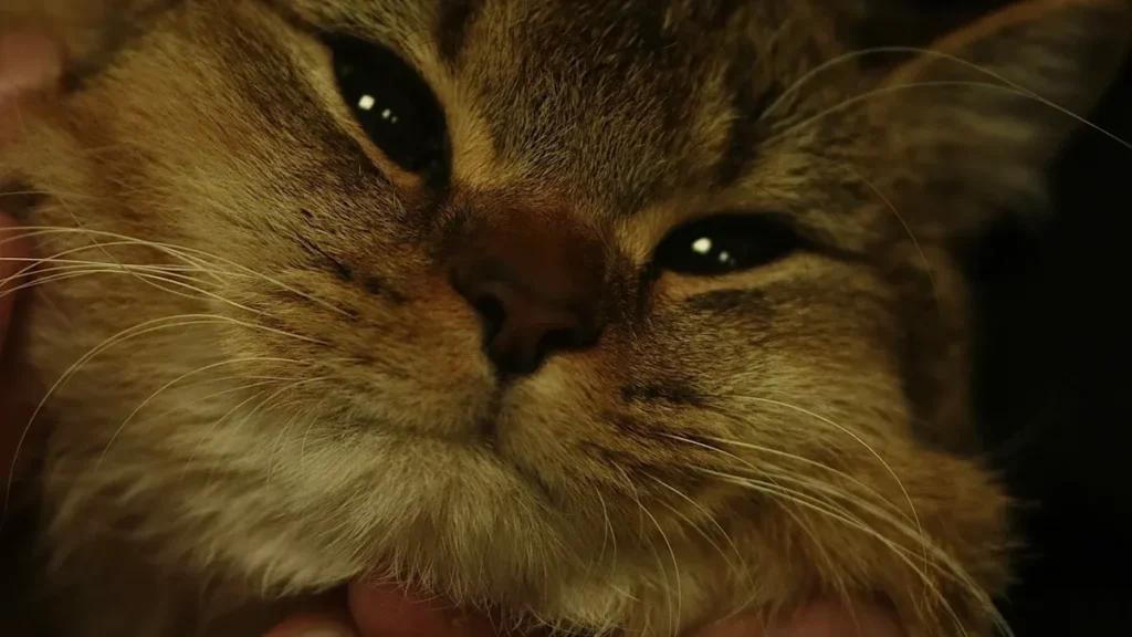 Zecken bei Katzen vermeiden: Die besten Tipps 2025