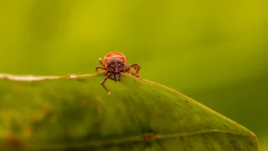 5 Fakten über Zeckenschutz für Hunde