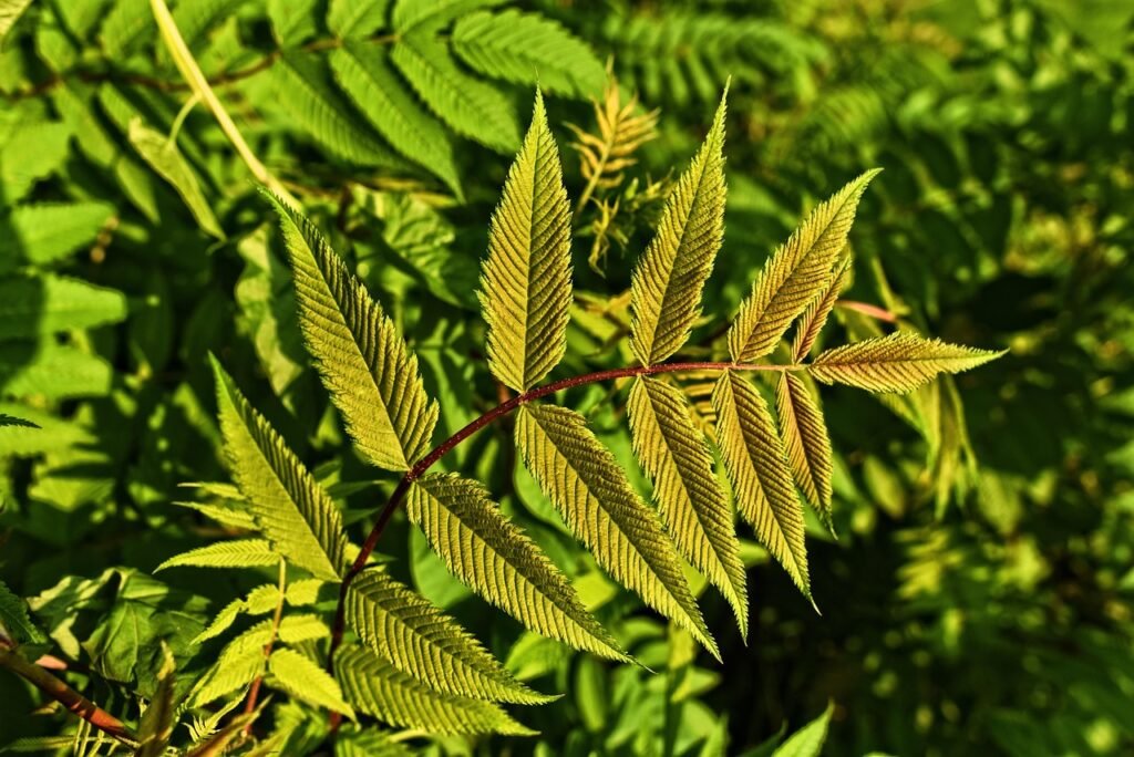 Flöhe im Garten: Die besten Präventionstipps für 2025