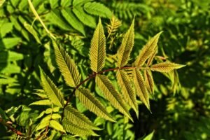 Flöhe im Garten: Die besten Präventionstipps für 2025