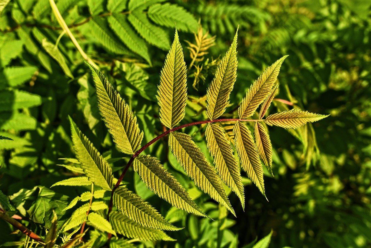 Flöhe im Garten: Die besten Präventionstipps für 2025