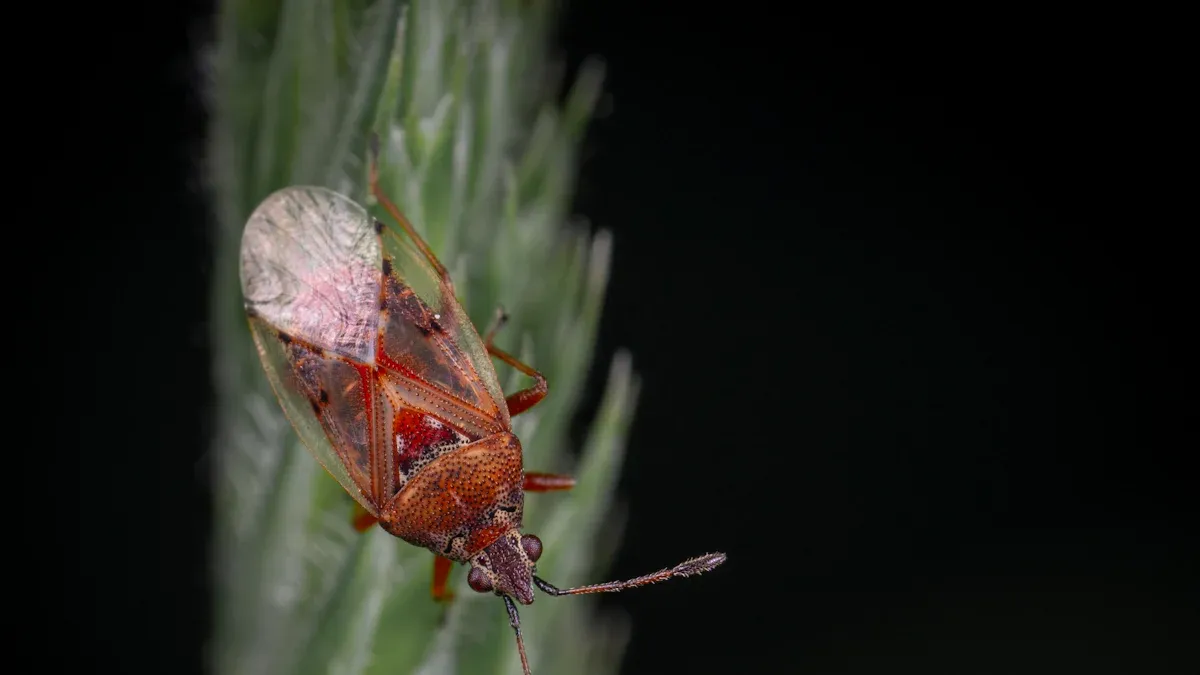 Fliegende Zecken: Was ist die Hirschlausfliege?