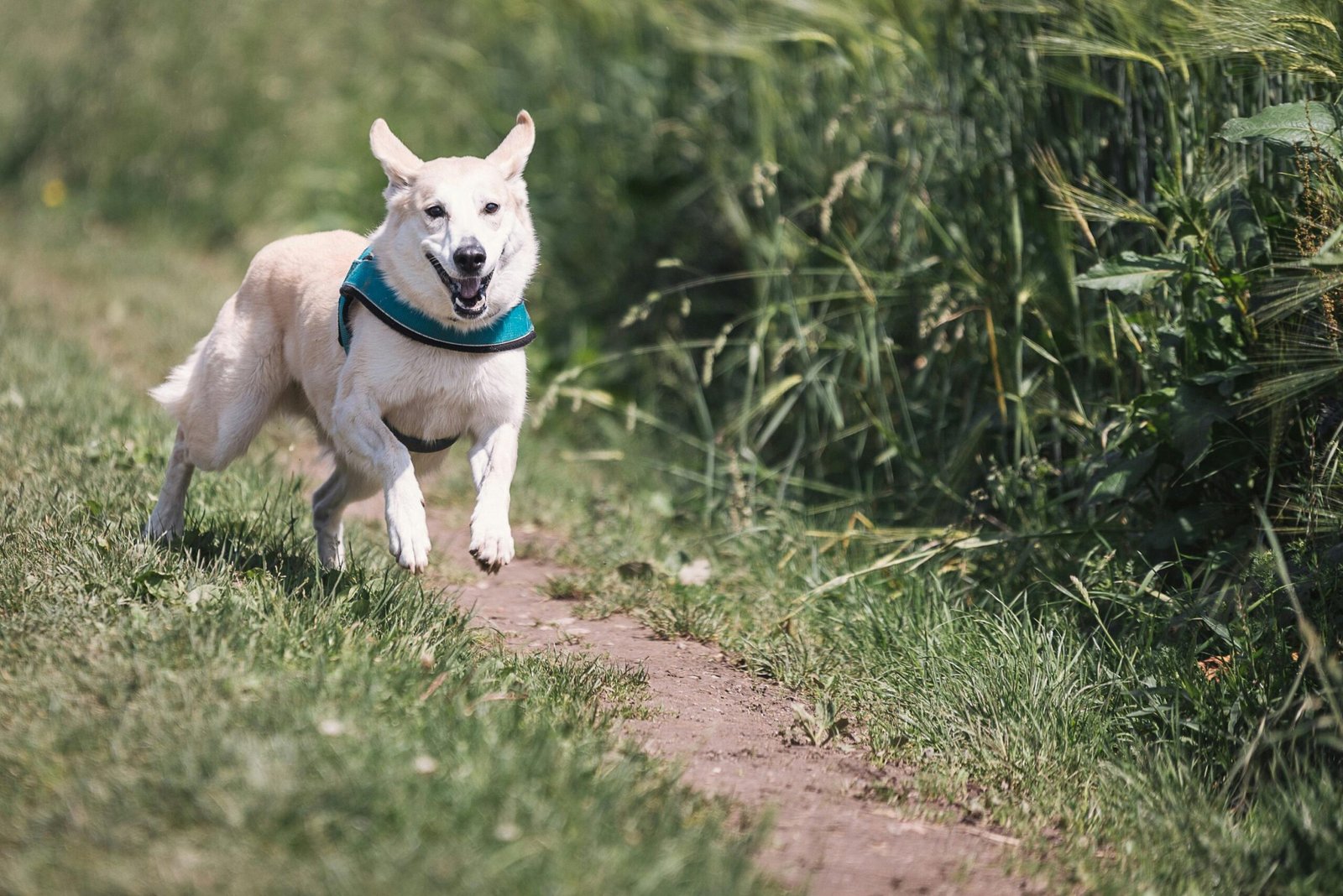dog-race-fun-animal-38632-38632 A happy dog with a blue harness runs on a sunny path surrounded by grass.