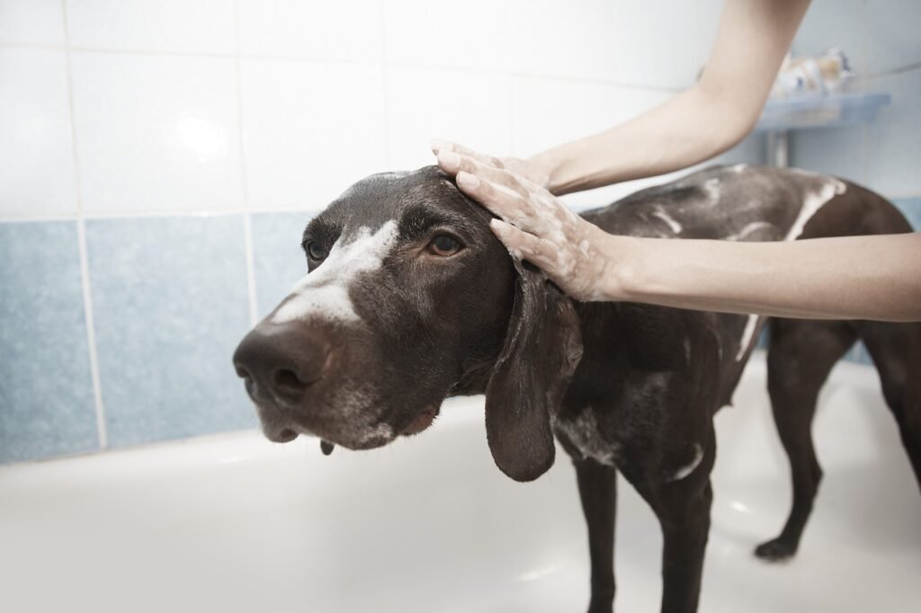Hund hat Flöhe? Diese Hausmittel helfen sofort