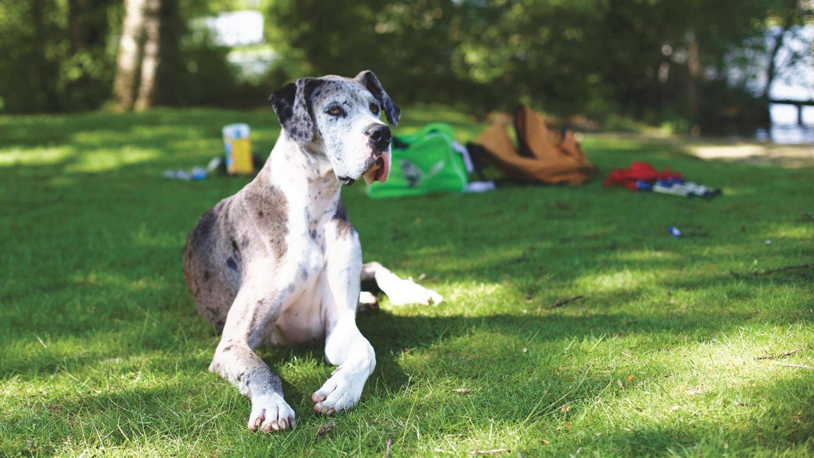 pexels-photo-103540-103540 Great Dane dog lying on grass in a sunny park with backpacks in the background.