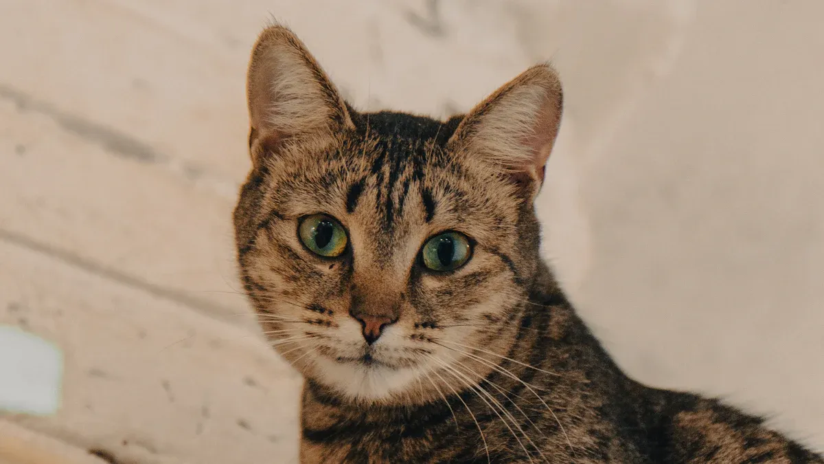 Natürliche Zeckenmittel für Katzen im Test